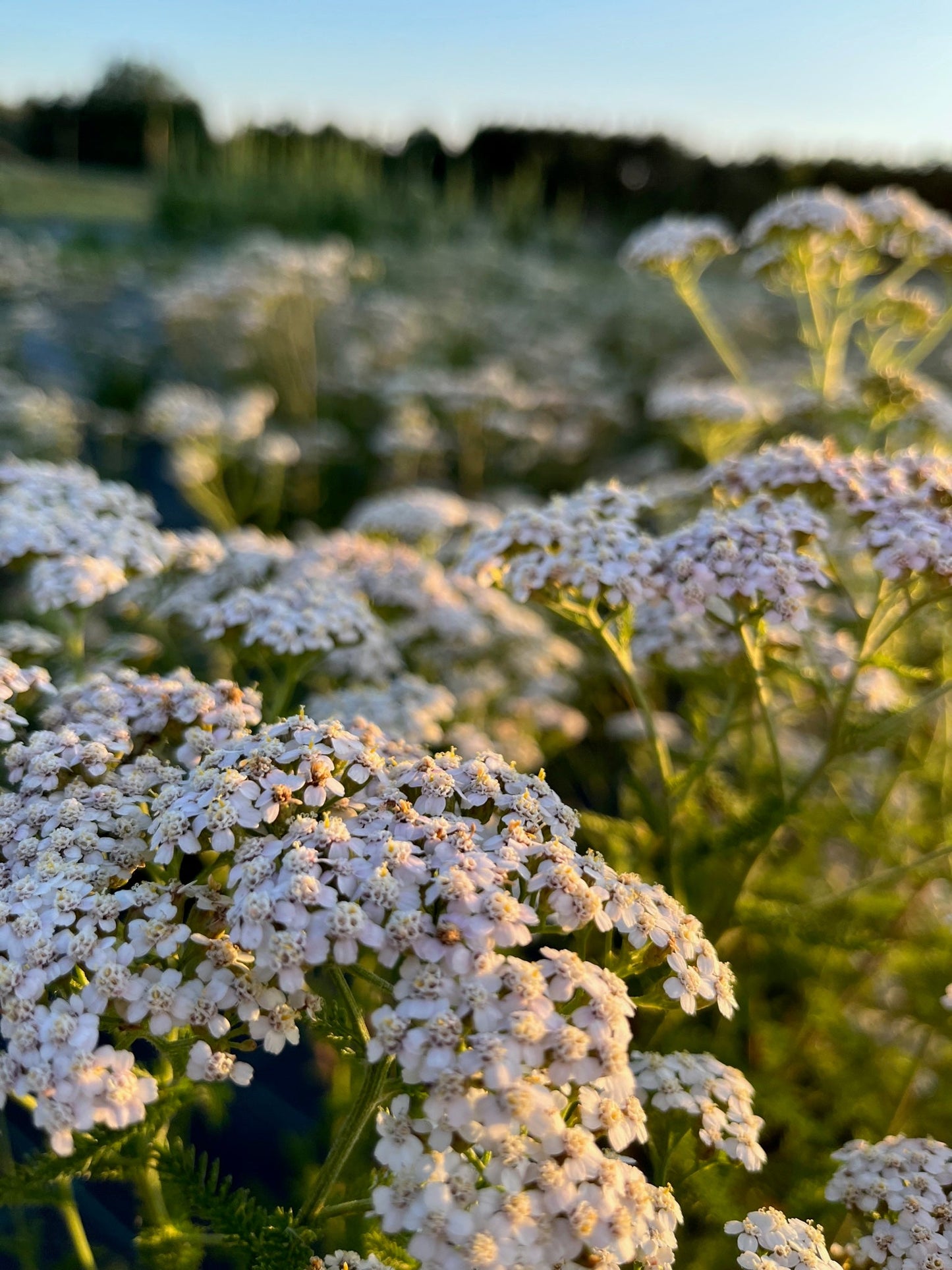 Stadsmiljö och naturliga blommor