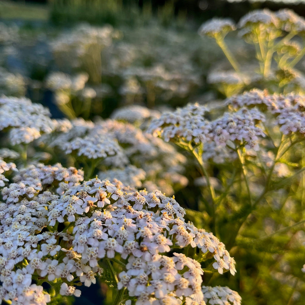 Stadsmiljö och naturliga blommor