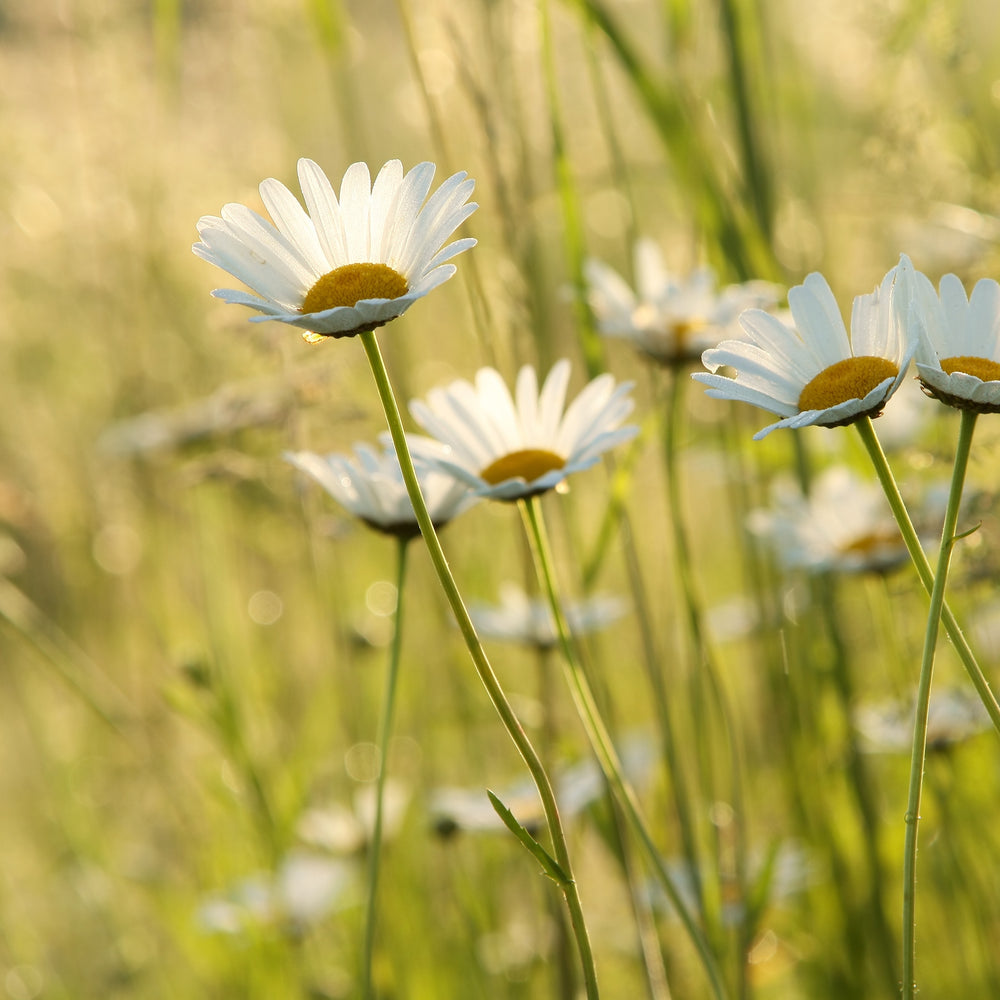 Anläggning och skötsel av en blomsteräng