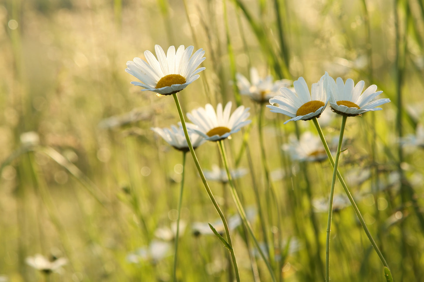 Anläggning och skötsel av en blomsteräng