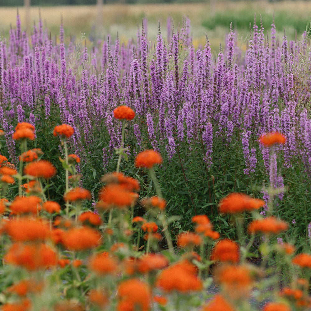 Anläggning och skötsel av en blomsteräng