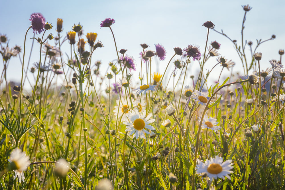 Blomsteräng av vilda blommor