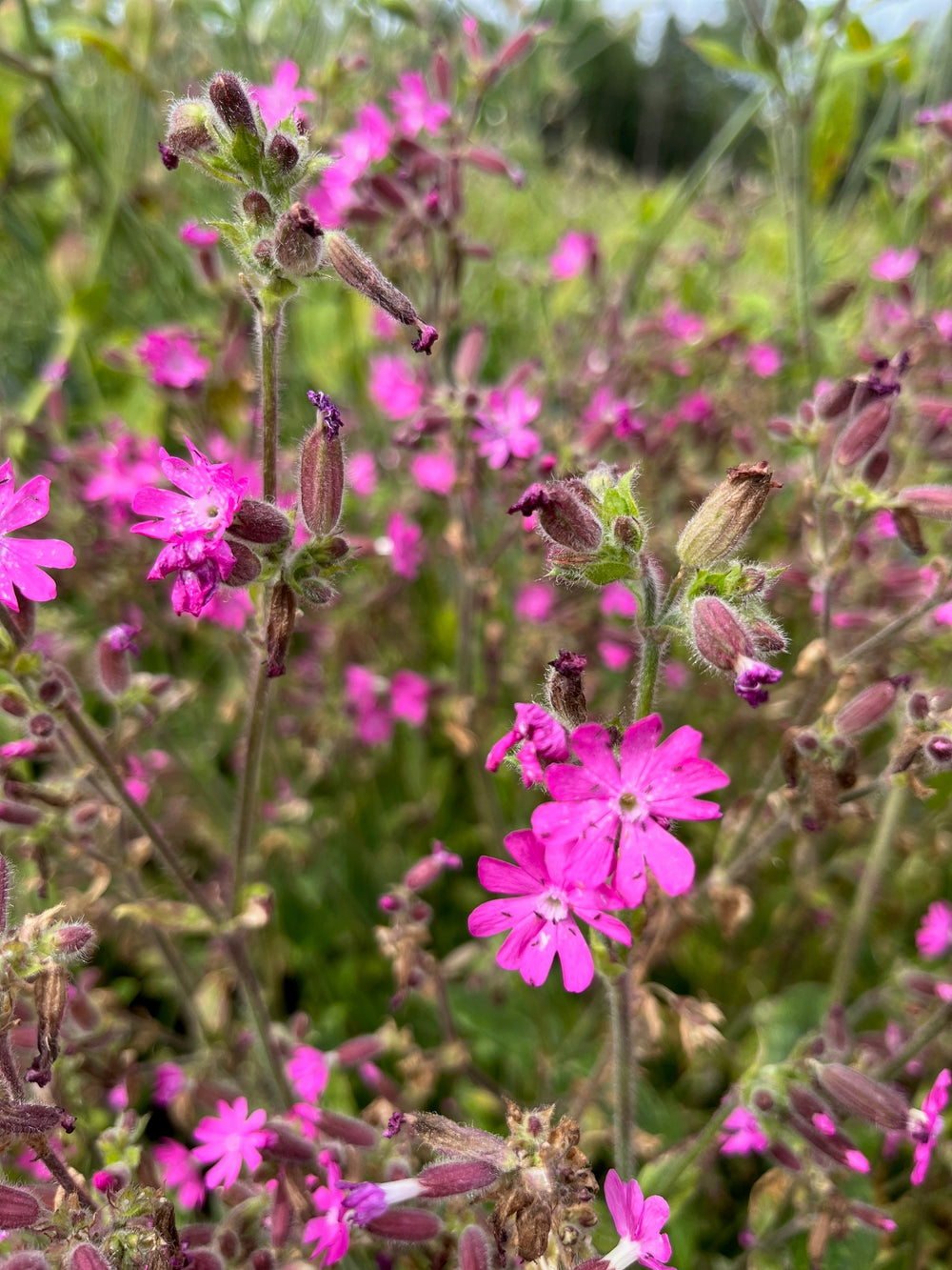 SKOGSLYST (Silene dioica)